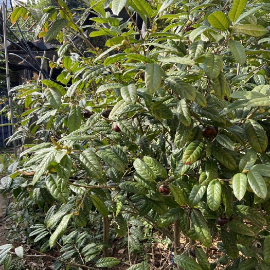 阳朔县金花茶盆栽  防普金花茶