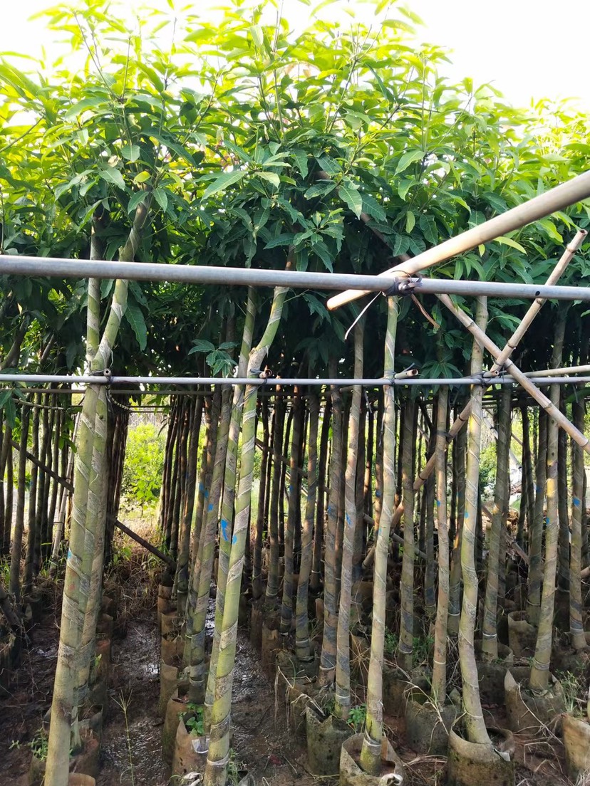 普宁市芒果苗 大量供应芒果绿化苗，米径4-10分芒果