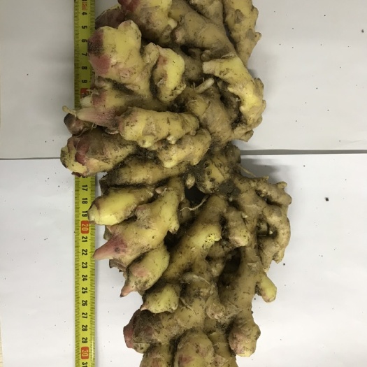 英山县 小黄姜