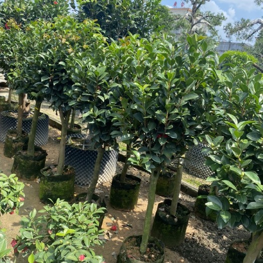 普宁市 山茶花