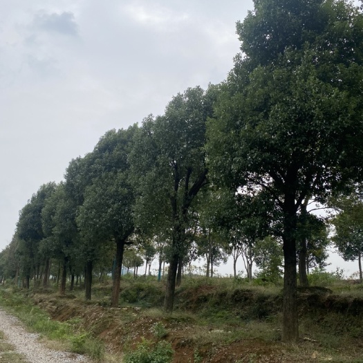 常德骨架移栽香樟，35公分带土球发货