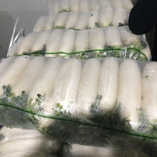 沙洋县精品白萝卜   大量批发，产地直销，最后几天了，要的老板抓紧
