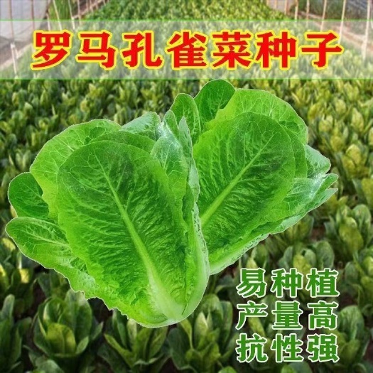 长沙罗马直立生菜种子 生菜籽