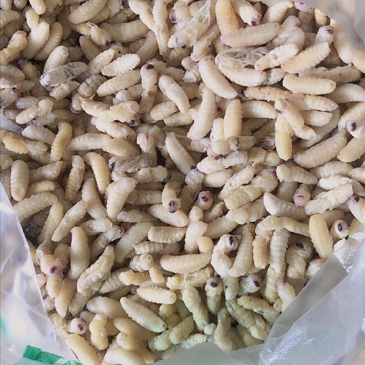 绵阳马蜂蛹 蜂拥有喜欢的联系