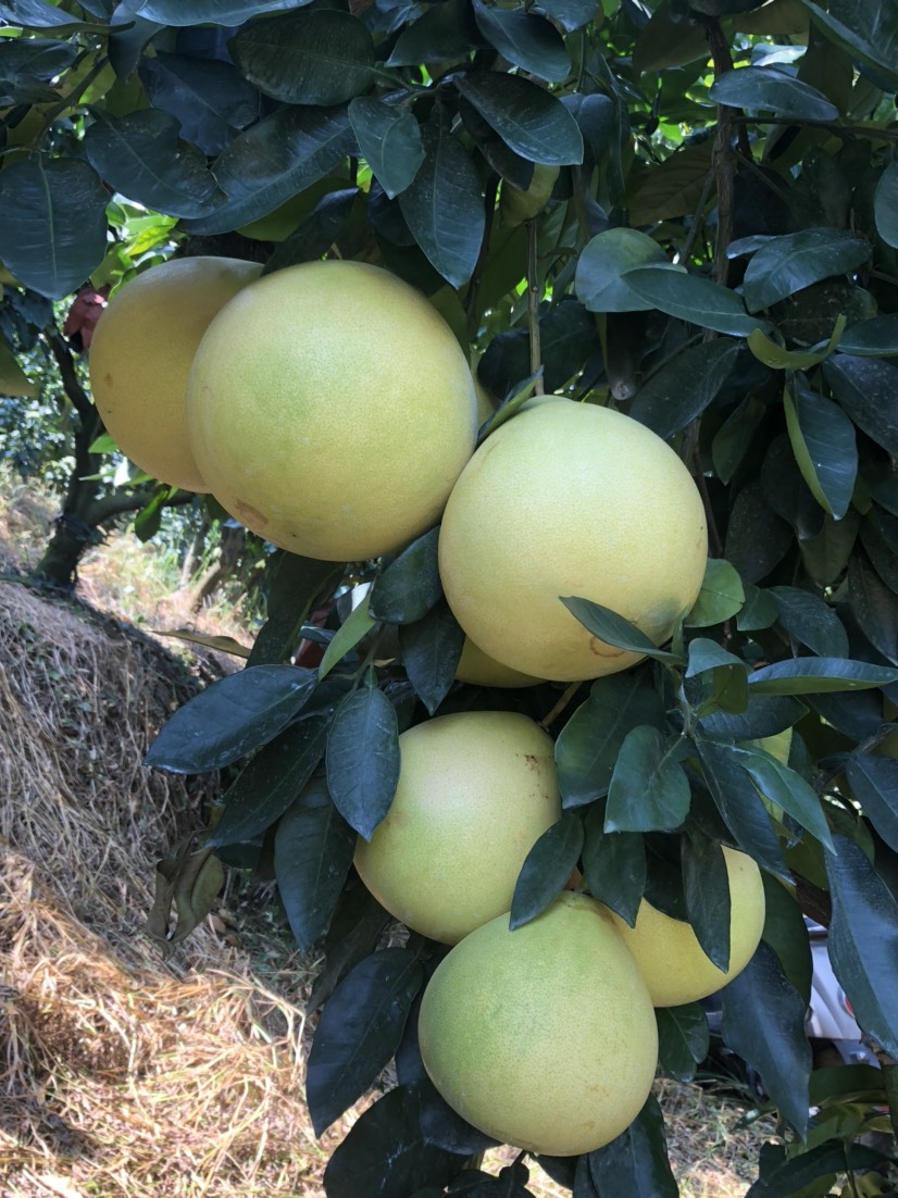  琯溪蜜柚，三红柚，红油，白柚，葡萄柚，西柚等。