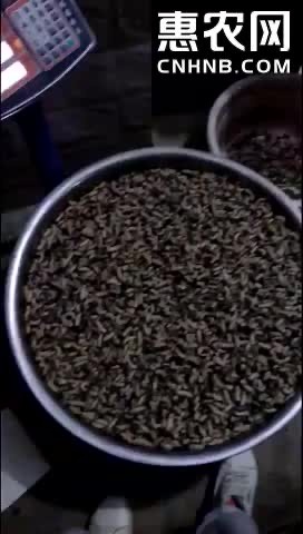 泌阳县活体蛴螬