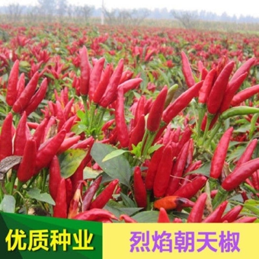 长沙朝天椒种子 朝天椒籽 苦辣椒种子 辣椒籽