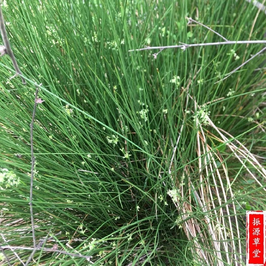 六盘水纯灯心草 灯芯草 整株全草含根部晒干中药材 2