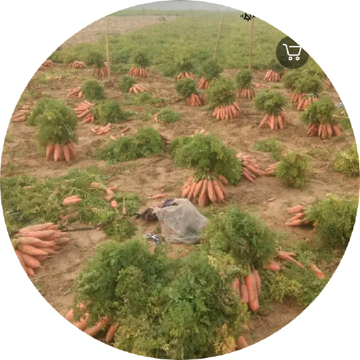 西华县手指胡萝卜 本人种植了100多亩优质小艳顶胡萝卜现已大量上市