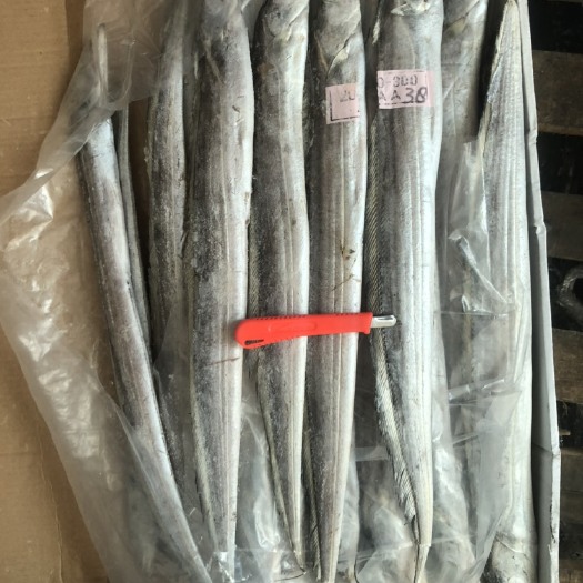 福州 印尼网带鱼200/300，现货不多，欢迎咨询！