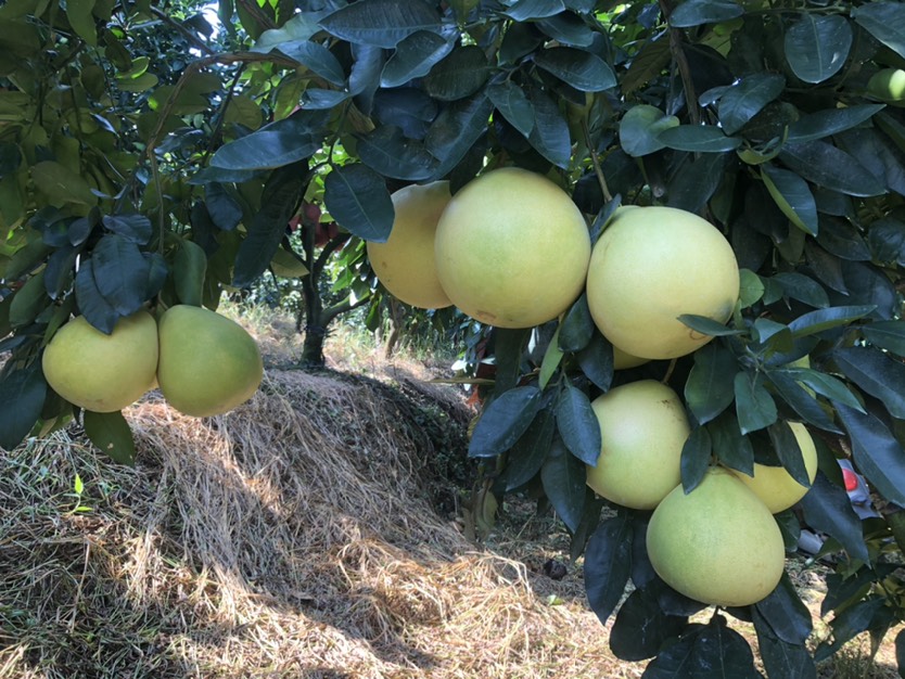  琯溪蜜柚，三红柚，红油，白柚，葡萄柚，西柚等。