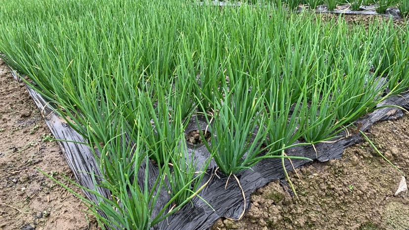 织金县小葱 精品黑葱基地长期供应