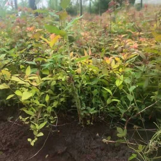 沭阳县 金灿绣线菊。40高度。看苗挖苗。当天装车。量大供应批发价格