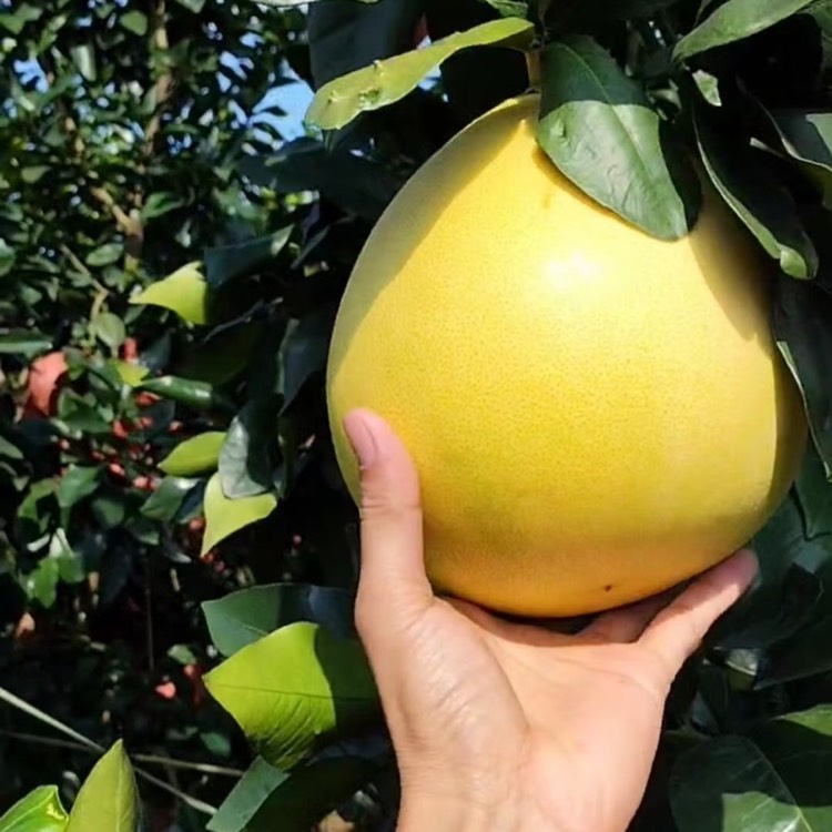  琯溪蜜柚，三红柚，红油，白柚，葡萄柚，西柚等。