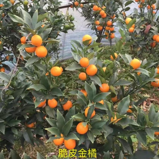 台州2️⃣年脆皮金桔苗