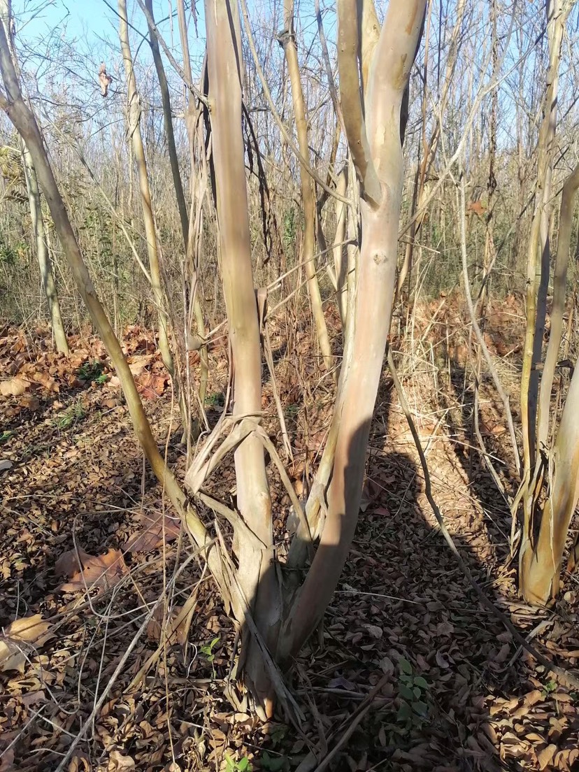 红花紫薇  丛生紫薇，大小规格都有，有货量大，白菜价处理。4到13公分，