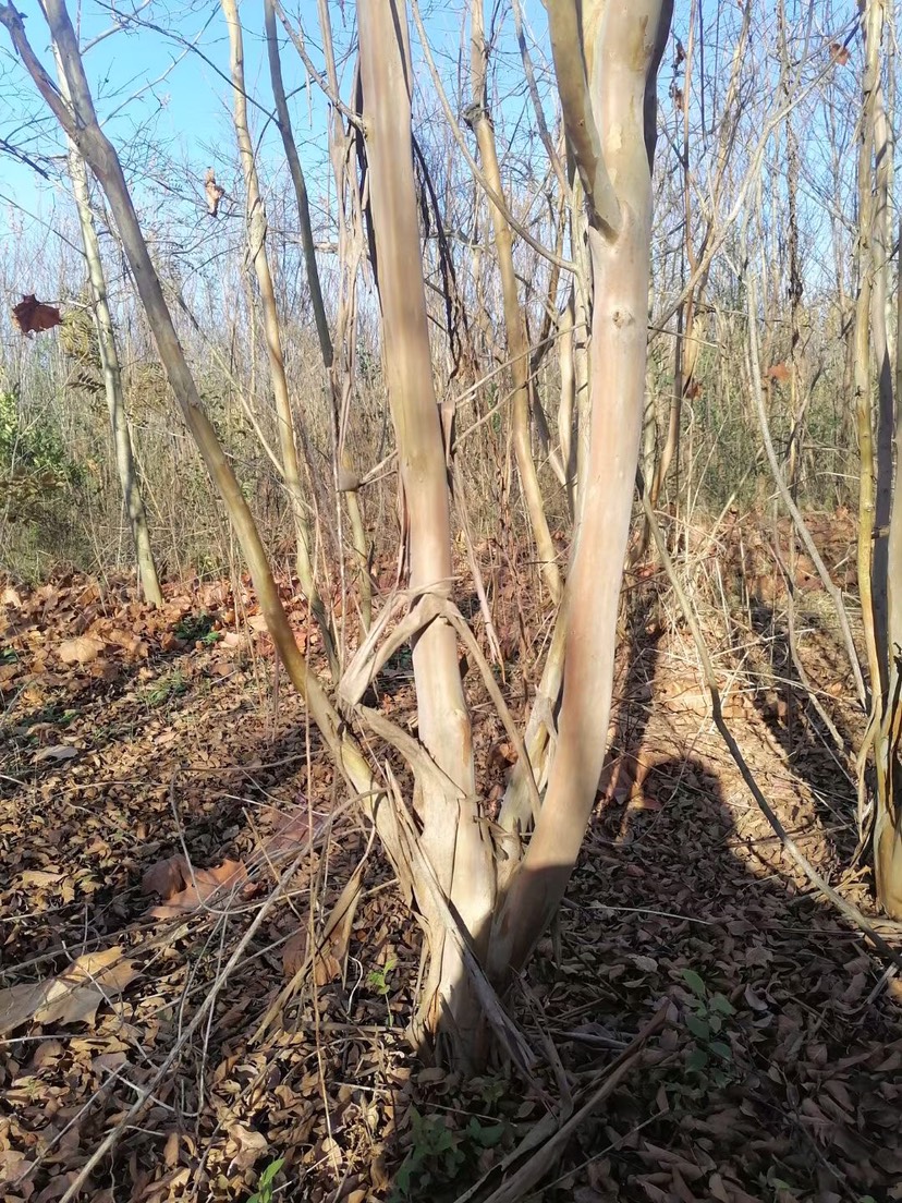 红花紫薇  丛生紫薇，大小规格都有，有货量大，白菜价处理。4到13公分，