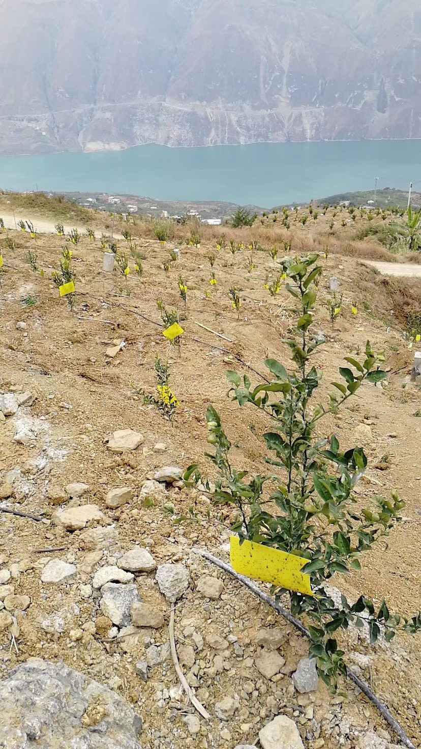 粘虫板诱虫板双面黄板温室葡萄水果灭小飞虫果蝇粘板防虫厂家直