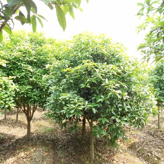 广安 8月桂花树