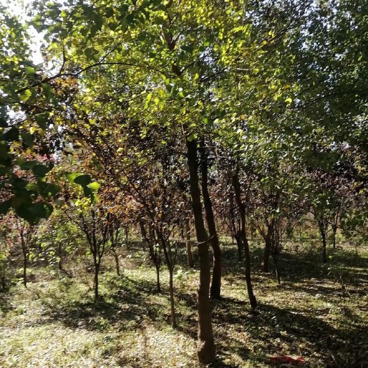 南召县 乌桕树，8到14公分，有量，低价处理，带土球