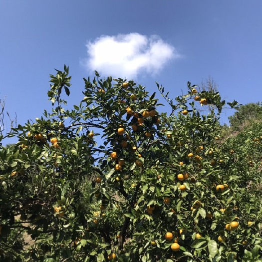 麻阳县冰糖橙  大量长寿之乡麻阳冰糖柑出售