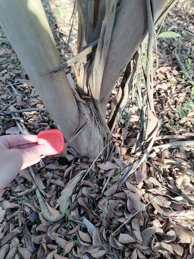 红花紫薇  丛生紫薇，大小规格都有，有货量大，白菜价处理。4到13公分，