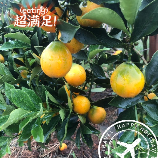 鹿寨县柳州脆蜜金桔新鲜水果果园直发现摘现卖快递包邮2号果一件件代发