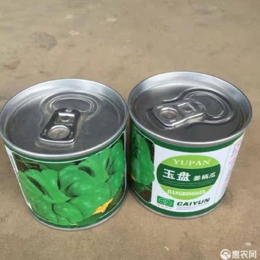 通海县姜柄瓜种子  玉溪姜柄瓜五星南瓜 丫丫瓜 绿皮黄心小嫩瓜种子200粒