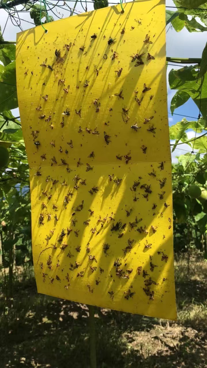 粘虫板诱虫板双面黄板温室葡萄水果灭小飞虫果蝇粘板防虫厂家直