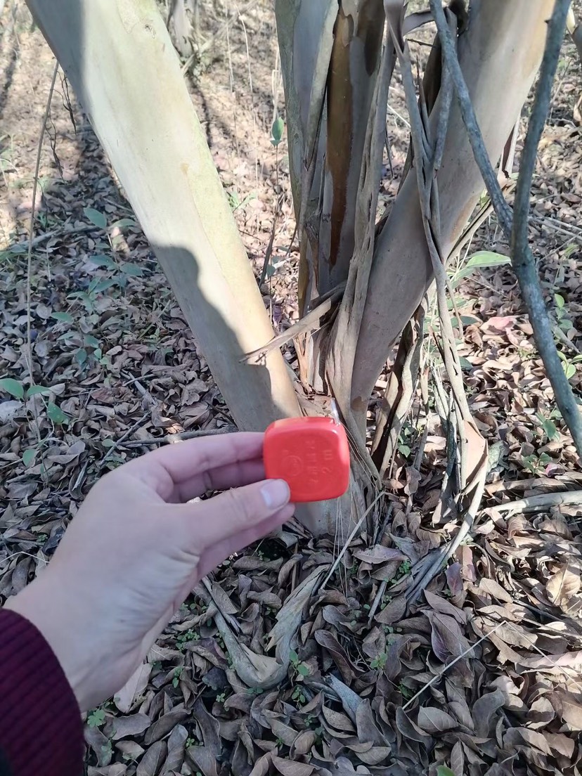 红花紫薇  丛生紫薇，大小规格都有，有货量大，白菜价处理。4到13公分，
