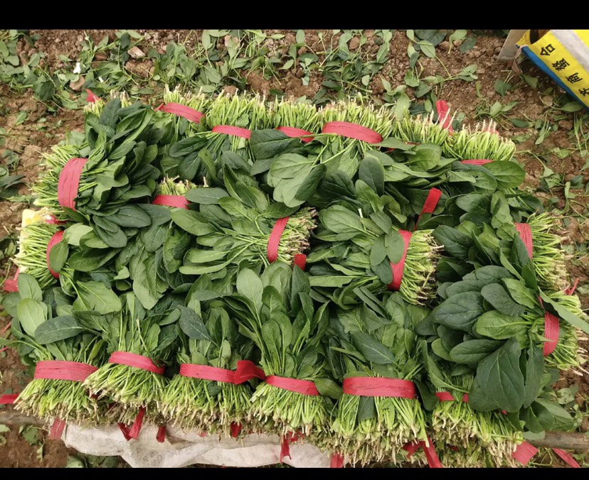 精品电商大叶菠菜 山东菠菜 质量好 做工好 包装 装车一条龙