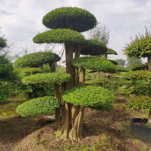 占地对节白蜡，湖北造型白蜡占地，拆迁对接白蜡，京山征地白蜡树