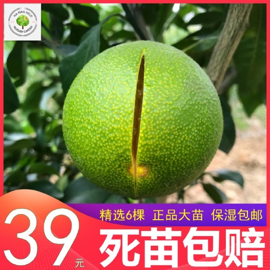 团风县爱媛28号柑桔苗爱媛28杂柑红美人二八柑橘苗杂柑苗新品种柑橘