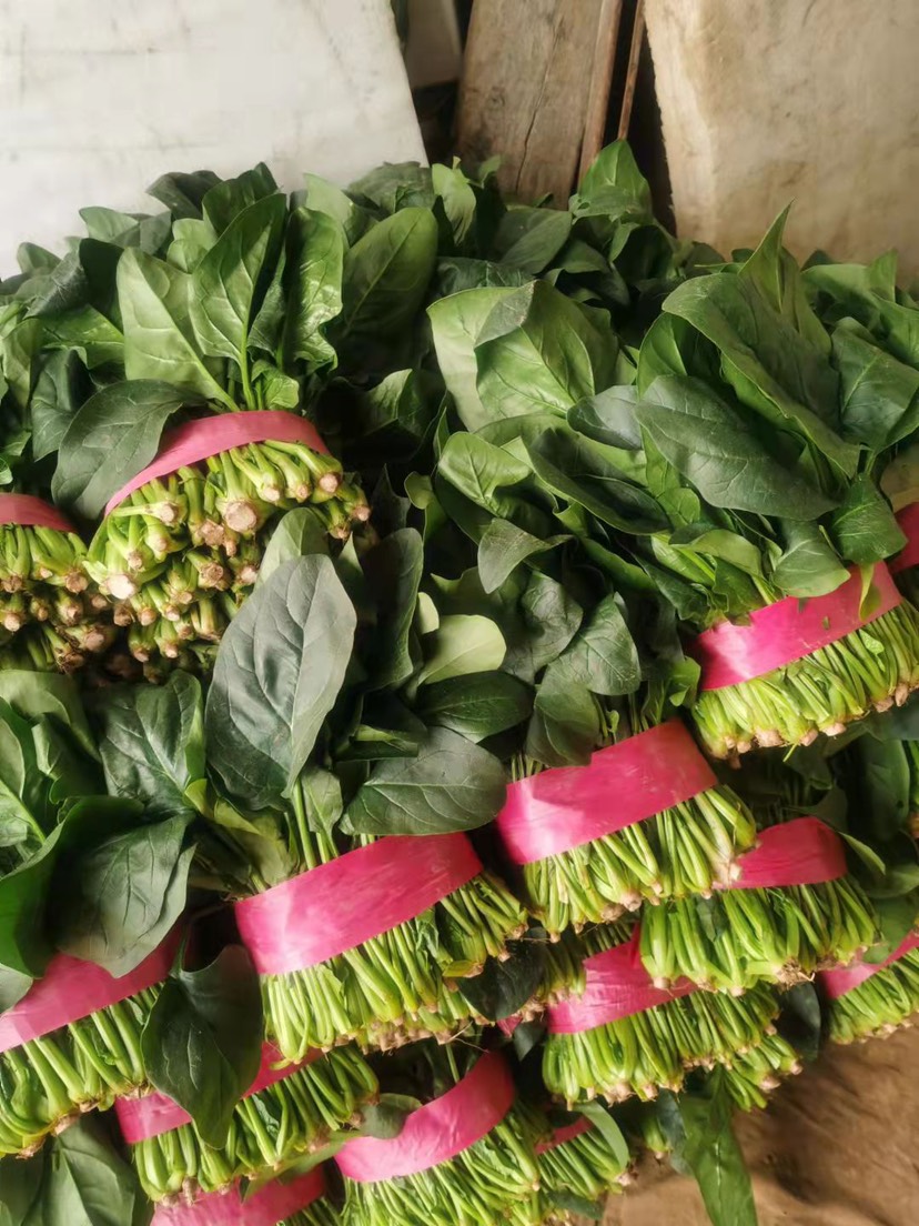 精品电商大叶菠菜 山东菠菜 质量好 做工好 包装 装车一条龙