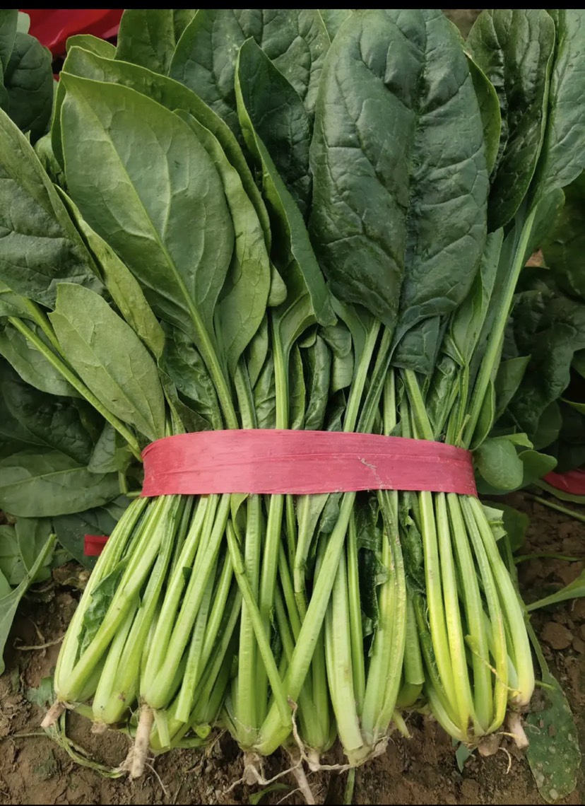 精品电商大叶菠菜 山东菠菜 质量好 做工好 包装 装车一条龙