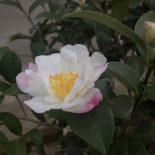 金华 朝仓茶梅