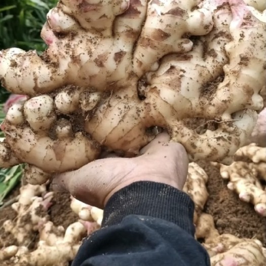田林县广西生姜，大肉姜，白口姜，黄口姜，姜种大量上市！有需要联系！