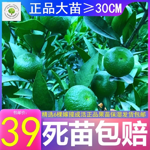 团风县南丰蜜桔苗蜜桔苗蜜橘果树苗早熟中熟蜜桔嫁接苗南丰蜜橘苗蜜橘苗