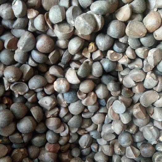 嘉禾县 纯正山茶油，以传统工艺炼造。