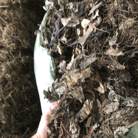 阳山县地胆草 穿心榜