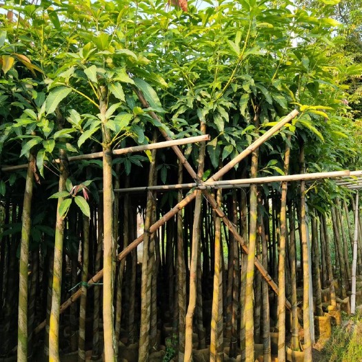 普宁市芒果苗 大量供应芒果米径4-10分绿化芒果直生苗