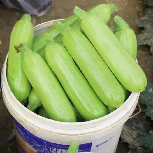 新民市绿皮西葫芦  精品西葫芦，产地直销，诚信代办，物美价廉。