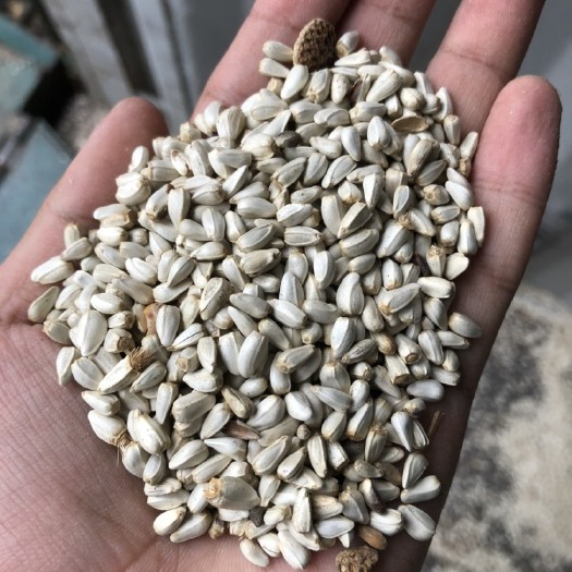 临泽县哈国红花籽