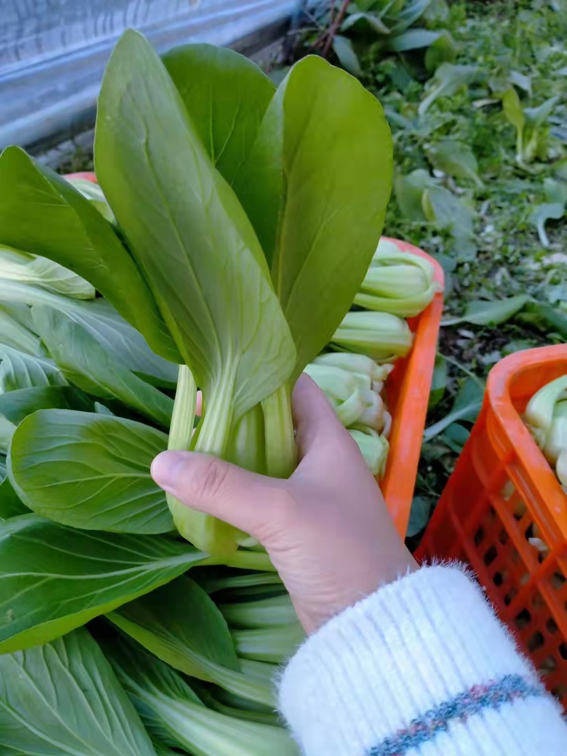  精品上海青，诚信代办，物美价廉，产地直发。