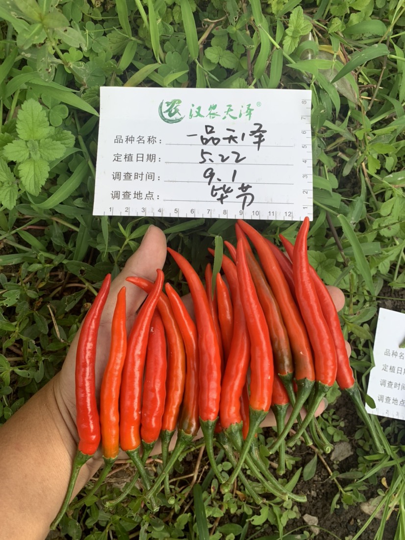 朝天椒种子  一品天泽泰系一代杂交朝天椒（抗性好，产量高）