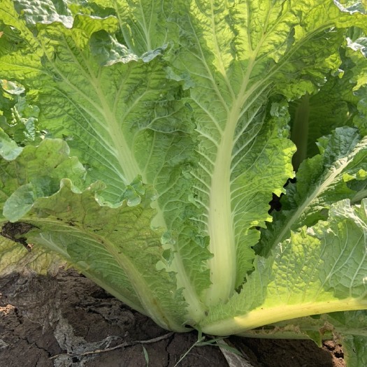 天津 基地直销大白菜