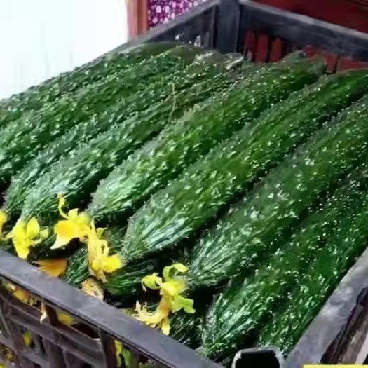 新民市产地直发，全国发货，物美价廉，精品密刺黄瓜
