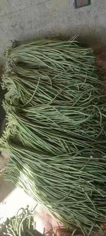 新民市 产地直发，全国发货，物美价廉，精品长豇豆