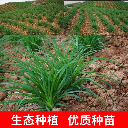 冲里花  黄花菜种苗．祁东黄花菜苗．四季种植大粗苗