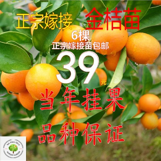 团风县金桔苗金钱桔苗金橘苗金钱橘苗脆蜜金桔苗金橘树苗脆果金桔水果苗